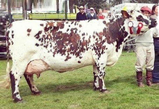 old style dual purpose Normande